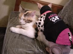 -猫色咖啡·猫咖