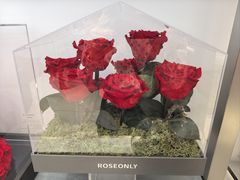-ROSEONLY诺誓(广州K11店)