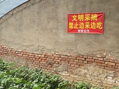 -大自然农场蔬菜草莓采摘园