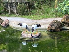 -新加坡飞禽公园
