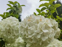 -洛阳市隋唐城遗址植物园