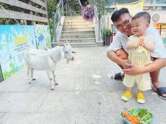 -上海佘山世茂艾美酒店
