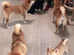 -柴犬高等学院·狗咖·柴犬售卖·宠物训练