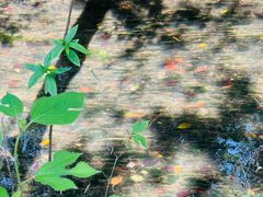 -桤木河湿地公园