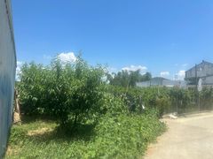 -老袁家蜜桃农场·阳山水蜜桃