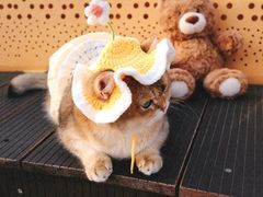 -三圣花乡旅游区