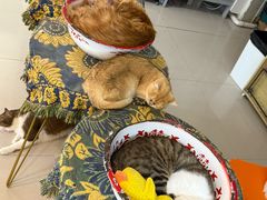 -平行世界·猫咖(首经贸店)