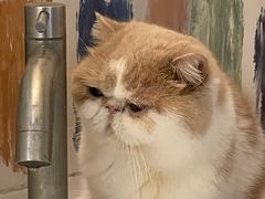 -滚猫咖啡·猫咖·猫友好撸猫(未来城店)