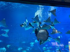 -烟台海昌鲸鲨海洋公园