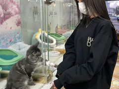 -糯米喵星人总部直营旗舰店·猫舍·幼猫出售