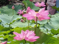 -莲池书院博物馆