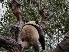 -都江堰中华大熊猫苑
