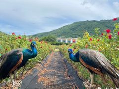 -亚龙湾国际玫瑰谷