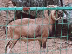 -秦皇岛野生动物园