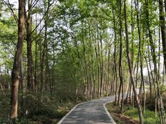 -桤木河湿地公园