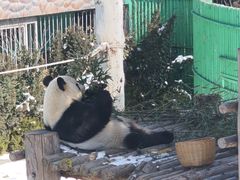 -西霞口神雕山野生动物世界