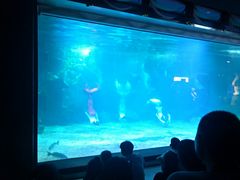 -石家庄海洋公园