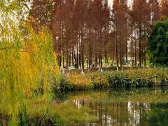 -白鹭湾湿地公园