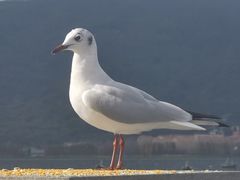 -海埂大坝