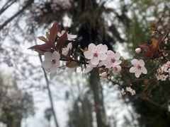 -贵州百里杜鹃风景名胜区