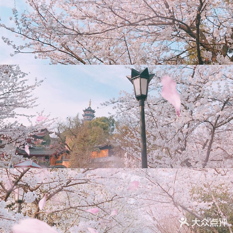 梦回金陵🌸我在樱花树下等你