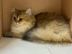 -谐和益家动物医院·免疫绝育·血液透析·宠保定点医院(高新伊藤分院)