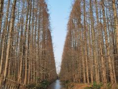 -东平国家森林公园