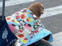 -必胜客(远大路店)