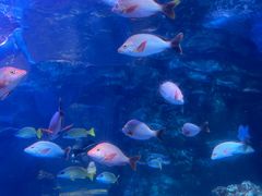 -太平洋海底世界