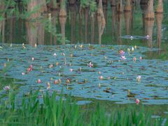 -白鹭湾湿地公园