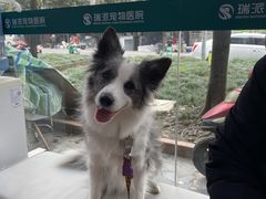 -瑞派宠物医院(锦江店)