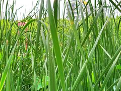 -陈家山荷花公园