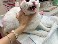 -御宝贝24h宠物医院·转诊中心·CT核磁血透中心(厦门总院)