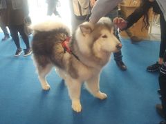 -东浩兰生上海世博展览馆