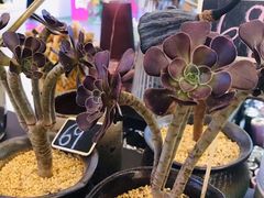 -茶马花街(城西银泰城店)