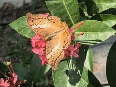 -三亚南山文化旅游区