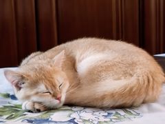 -Bastet sally猫舍购宠(静安店)