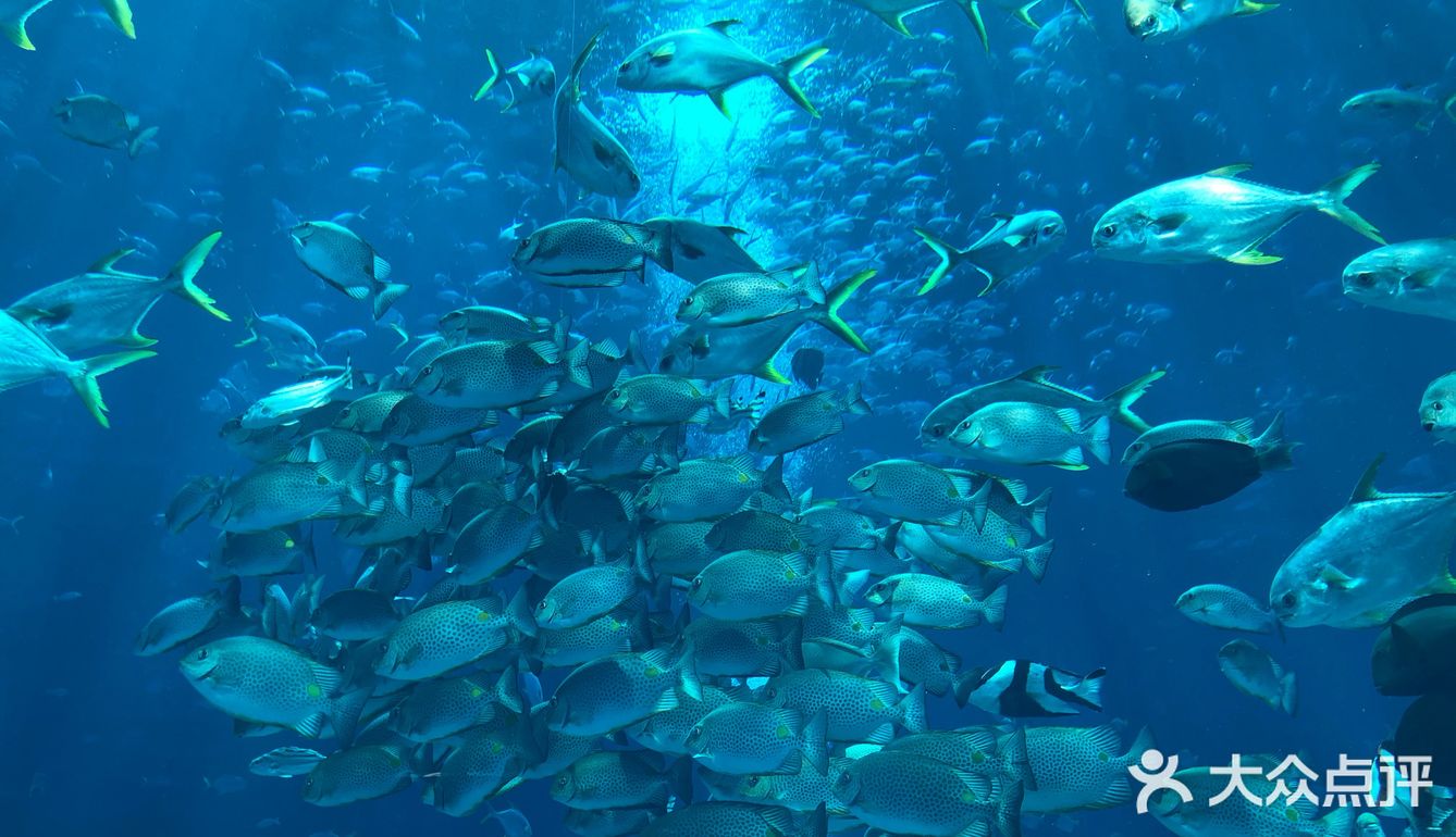 亚特兰蒂斯酒店的海世界果然是名不虚传啊一片蓝