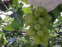 -马陆小张葡萄园农家乐