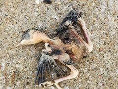 -巨鹏飞梦幻海岸