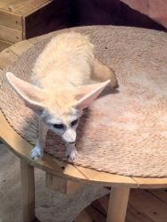 -Zoolung Zoolung动物主题公园(海信广场店)