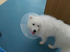 -芭比堂动物医院·犬猫全科·异宠专科(雁塔分院)