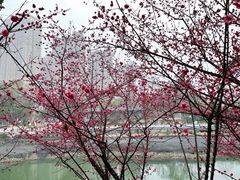 -望江楼公园