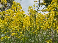 -昆山城市生态森林公园