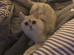 -芭比堂动物医院·犬猫全科·异宠专科(雁塔分院)