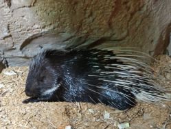 -酷嗒动物文化乐园(cutezoo西溪乐天城店)