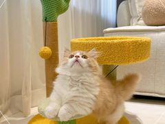 -喵zoo家庭繁育猫舍(尖东智能花园店)