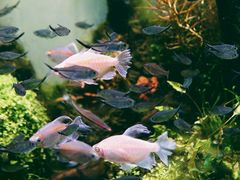 -苏州艺都古玩花鸟市场