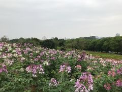 -松山湖梦幻百花洲
