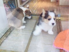 -悠尼宠物·独立低压伊珊娜洗护·美容·寄养(兰谷路店)